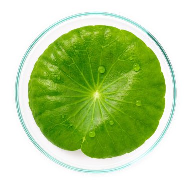 Beyaz arka plan görünümünde izole edilmiş petri kabında yağmur damlası bulunan centella asiatica yapraklarını kapat.