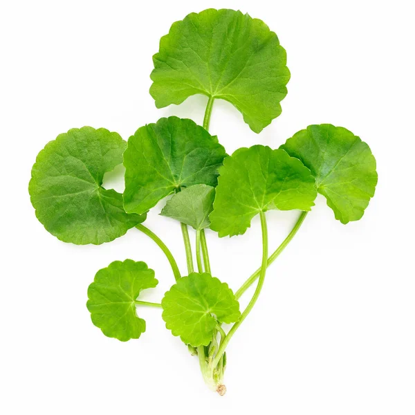 Close Centella Asiatica Folhas Com Gota Chuva Isolada Fundo Branco — Fotografia de Stock