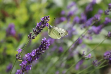 Menekşe lavanta filizi üzerinde beyaz kelebek