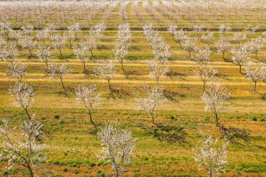 Badem ağaçlarından oluşan uzun bir ara sokak badem filizleri, insansız hava aracı manzarası.