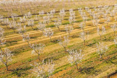 Badem ağaçlarından oluşan uzun bir ara sokak badem filizleri, insansız hava aracı manzarası.