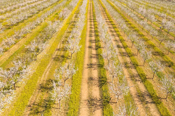 Mandulafák Hosszú Sikátora Virágzik Egy Mandulaültetvényen Kilátás Drónról — Stock Fotó