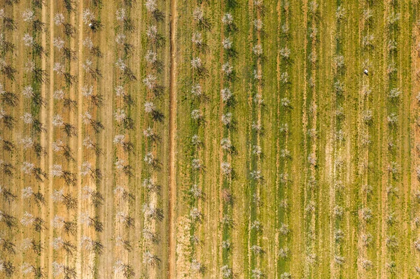 Beco Longo Árvores Amêndoa Florescem Uma Plantação Amêndoas Vista Drone — Fotografia de Stock