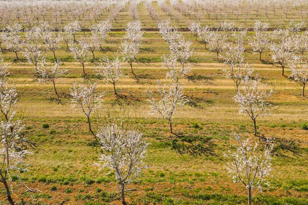 Largo Callejón Almendros Florecen Una Plantación Almendras Vista Desde Dron — Foto de Stock