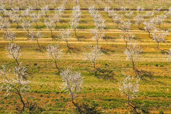 アーモンドの木の長い路地は アーモンドのプランテーションに咲き ドローンからの眺め — ストック写真