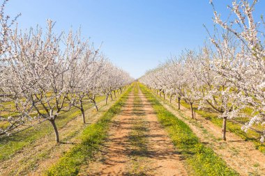 Badem ağaçlarından oluşan uzun bir ara sokak badem filizleri, insansız hava aracı manzarası.