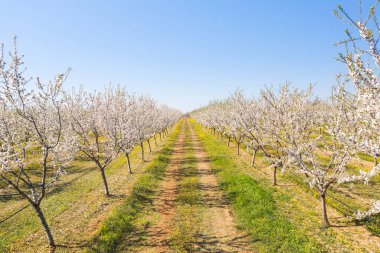 Badem ağaçlarından oluşan uzun bir ara sokak badem filizleri, insansız hava aracı manzarası.