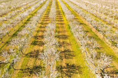 Badem ağaçlarından oluşan uzun bir ara sokak badem filizleri, insansız hava aracı manzarası.