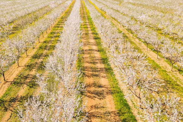 Largo Callejón Almendros Florecen Una Plantación Almendras Vista Desde Dron — Foto de Stock