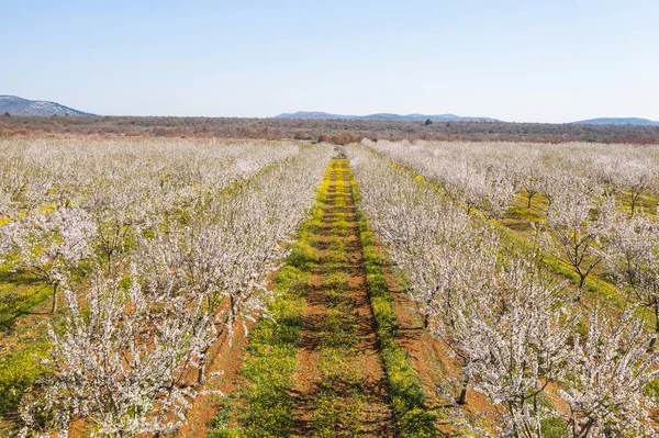 Largo Callejón Almendros Florecen Una Plantación Almendras Vista Desde Dron — Foto de Stock