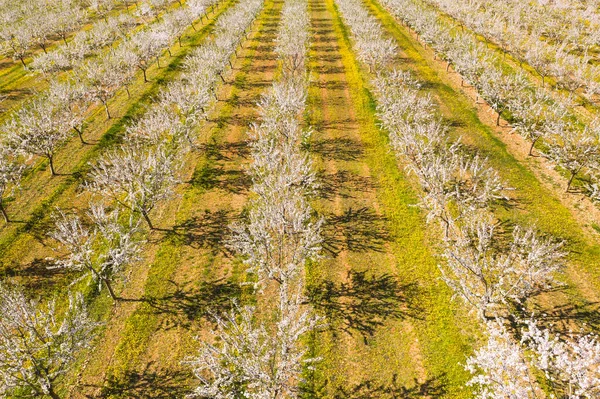 Badem ağaçlarından oluşan uzun bir ara sokak badem filizleri, insansız hava aracı manzarası.