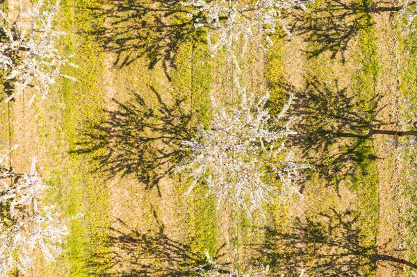 Largo Callejón Almendros Florecen Una Plantación Almendras Vista Desde Dron — Foto de Stock