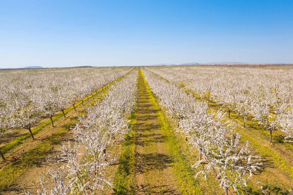 Largo Callejón Almendros Florecen Una Plantación Almendras Vista Desde Dron — Foto de Stock