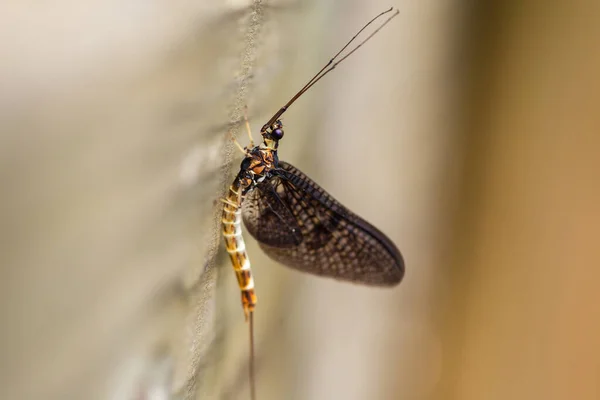 Mayflies Wood Ephemeroptera Macro Photography Shallow Debth Field — Stock Photo, Image