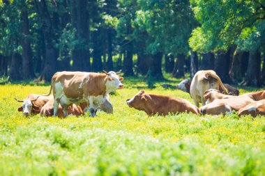 Hırvatistan 'ın Lonjsko polyesinde doğa parkında otlayan tembel inekler
