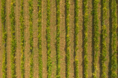 Vrbnik üzüm bağları, hava manzarası, Hırvatistan 'ın Krk Adası