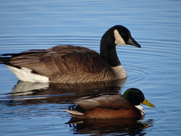 Goose and duck early in the morning — Stock Photo, Image
