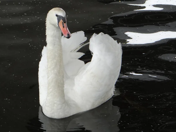 Cisne Branco — Fotografia de Stock