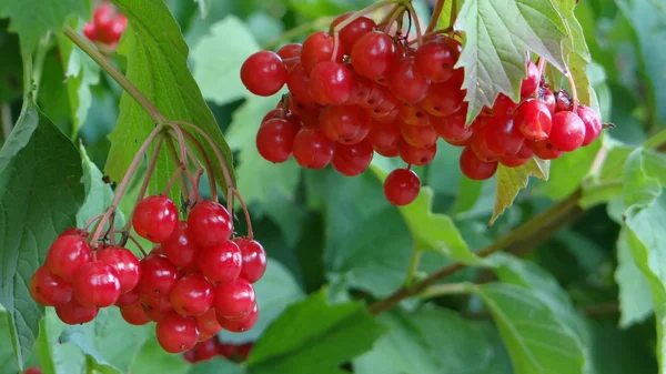 Red Rowan — Foto Stock