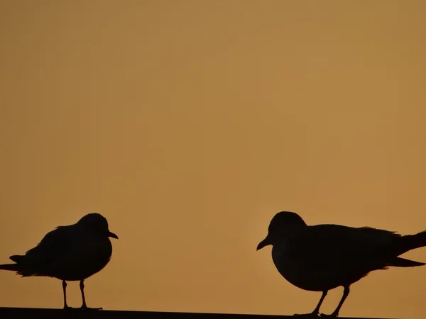 Måsar vid solnedgången — Stockfoto