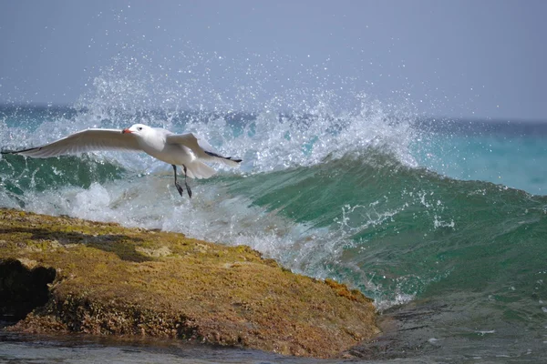 The seagull flies up — Stock Photo, Image