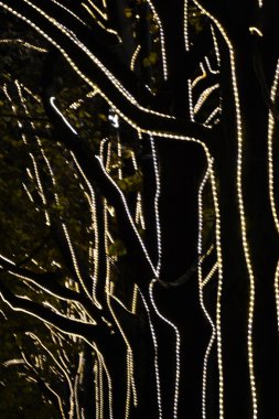 ışıklı geçit ağaçların