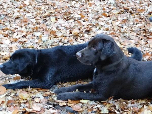 Hund ligga på de torra löv — Stockfoto