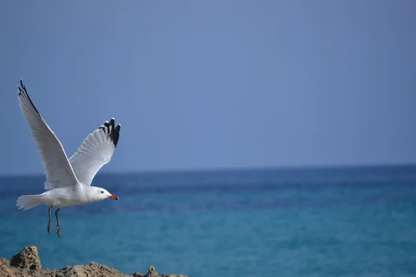 White seagull — Stock Photo, Image