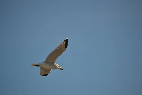 Flyvende måge - Stock-foto