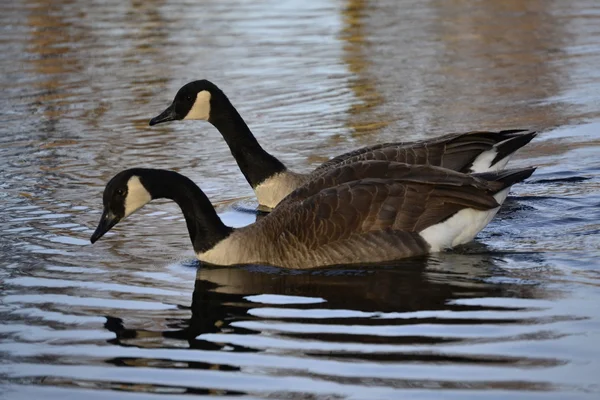 Two geese floating on the river — Stock Photo, Image