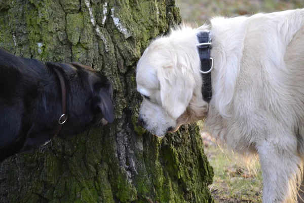 Two dogs sniffing tree