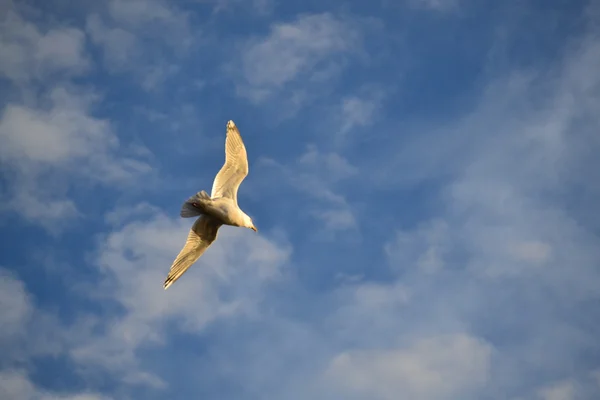 Gaivota voa — Fotografia de Stock