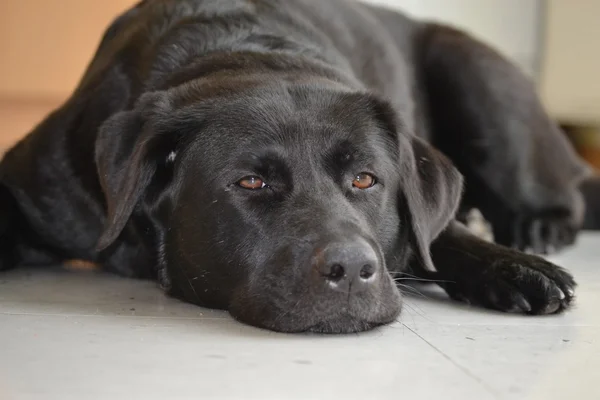 Svart hund — Stockfoto