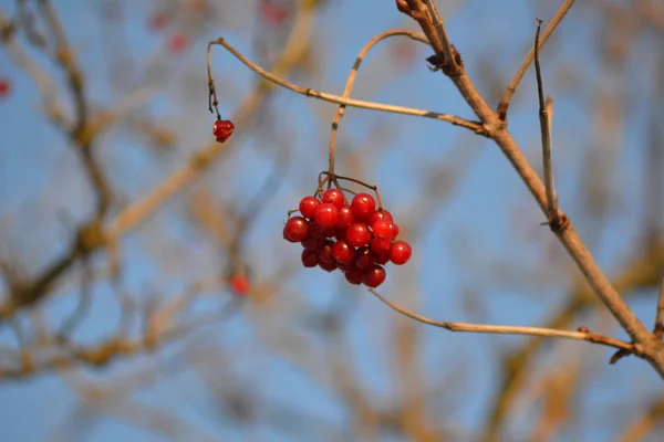 Frassino rosso — Foto Stock