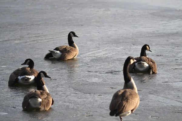 Geese on ice — Stock Photo, Image