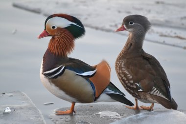 Pekin Ördeği