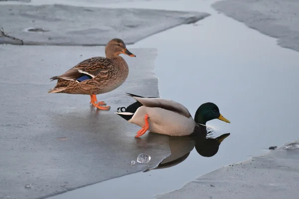 Two ducks on ice — Stock Photo, Image