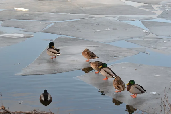 Ducks on an ice floe — Stock Photo, Image