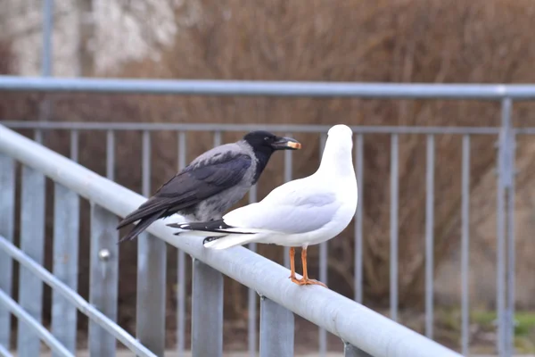 Gaivota e corvo — Fotografia de Stock
