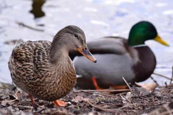 Duck and drake — Stock Photo, Image