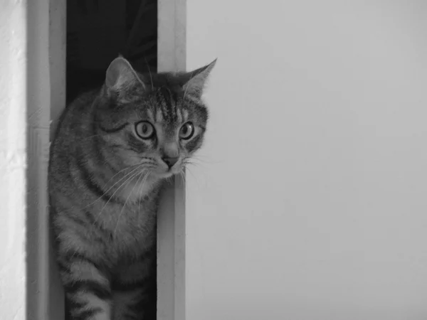 Gri çizgili kedi