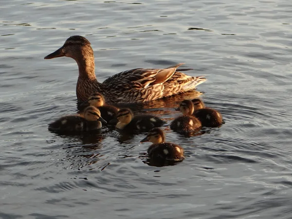 Duck with ducklings — Stock Photo, Image