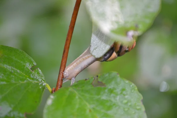 Escargot sur une branche — Photo