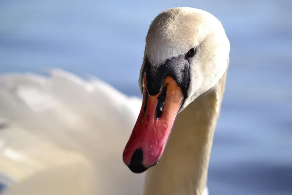 Cisne Branco — Fotografia de Stock