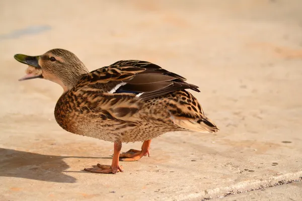 Duck eats — Stock Photo, Image