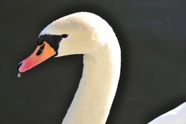 White Swan — Stock Photo, Image