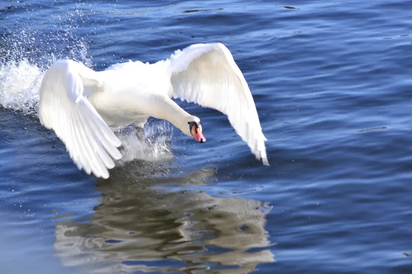 Cisne Branco — Fotografia de Stock