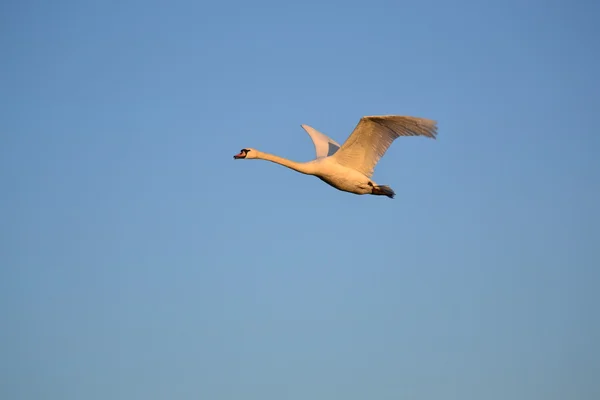 White swan flying — Stock Photo, Image