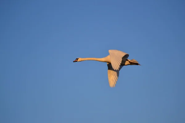 Moscas-cisne — Fotografia de Stock
