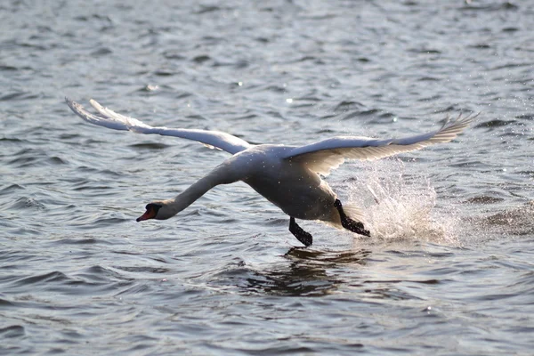 White Swan — Stock Photo, Image